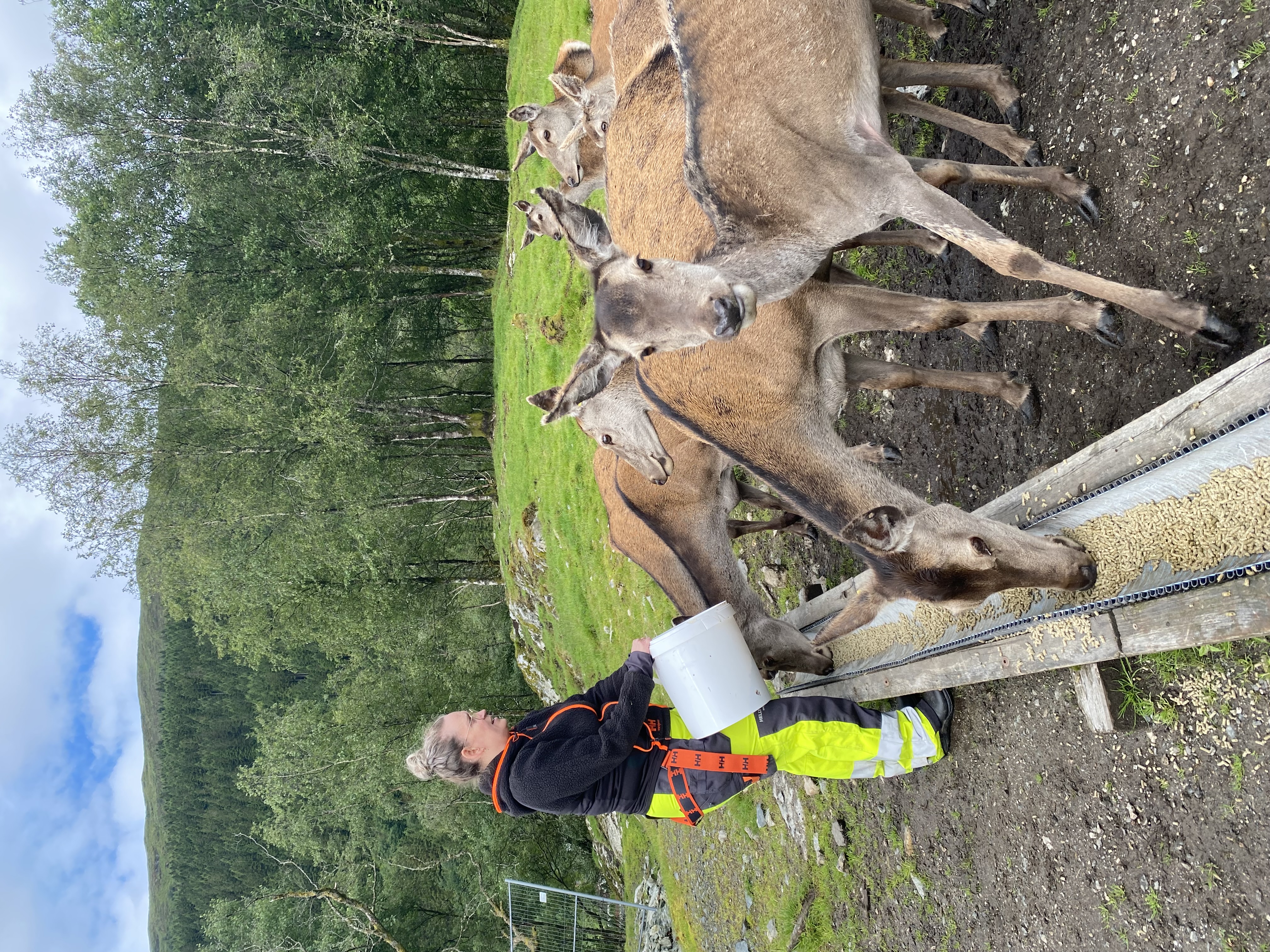Linda Vørøs Bjørvik fôrar hjortane på garden rett utanfor Bergen. Foto: Eli Strand / NPK