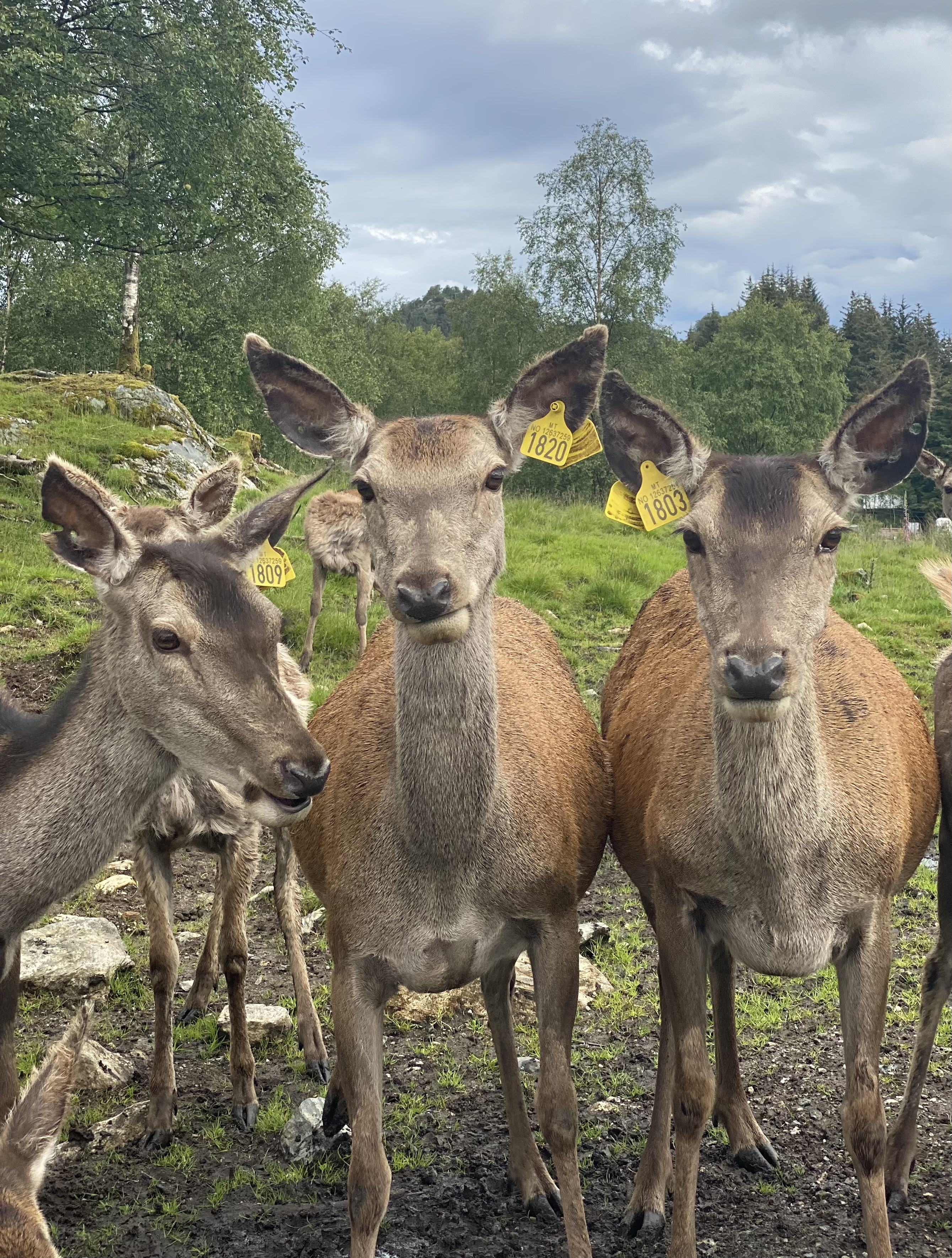 Tamme hjortar er ikkje eit vanleg syn i Noreg, men Norsk Hjorteavlsforening håpar det skal bli meir attraktivt med hjorteoppdrett. Foto Eli Strand / NPK