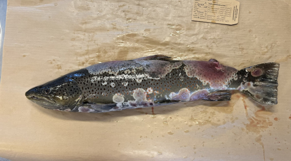 Biletet viser ein sjøaure med saprolegniose. Foto: Åse Helen Garseth/ Veterinærinstituttet