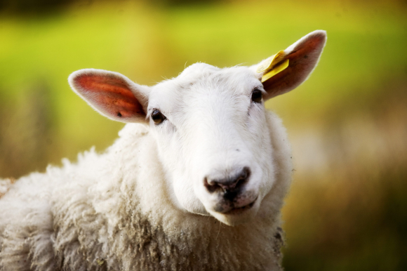 Det er påvist fugleinfluensa hos ein sau i Yorkshire i Storbritannia. Foto: Kyrre Lien / NTB / NPK