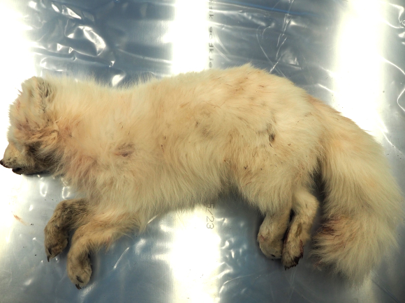 Sysselmeisteren på Svalbard sende fjellrevkadaveret til Veterinærinstituttet på Ås for rabiesundersøking. Foto: Ingunn Ruud/ Veterinærinstituttet