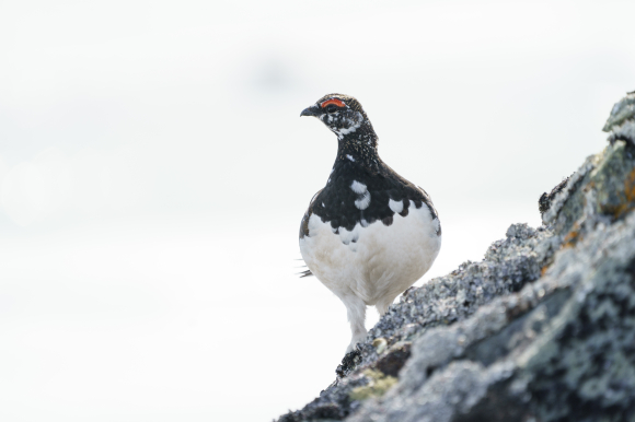 I august har frivillige landet rundt gått om lag 5.000 kilometer i Statskogs jaktterreng, noko som svarer til avstanden mellom Noreg og Mongolia. Teljinga gir grunn til optimisme for bestanden av rype og skogsfugl i Noreg. Foto: Torstein Bøe / NTB / NPK